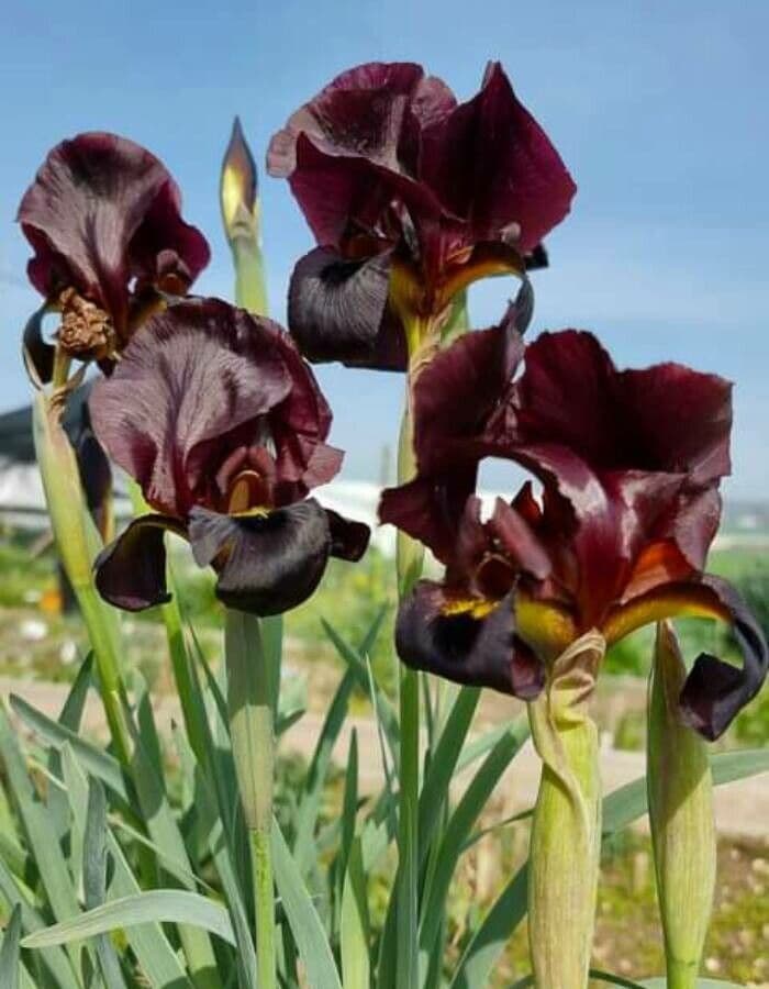 Coastal iris 3