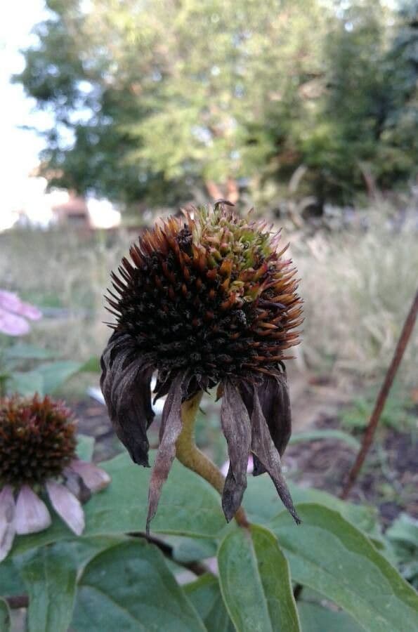 Eastern purple-coneflower 4