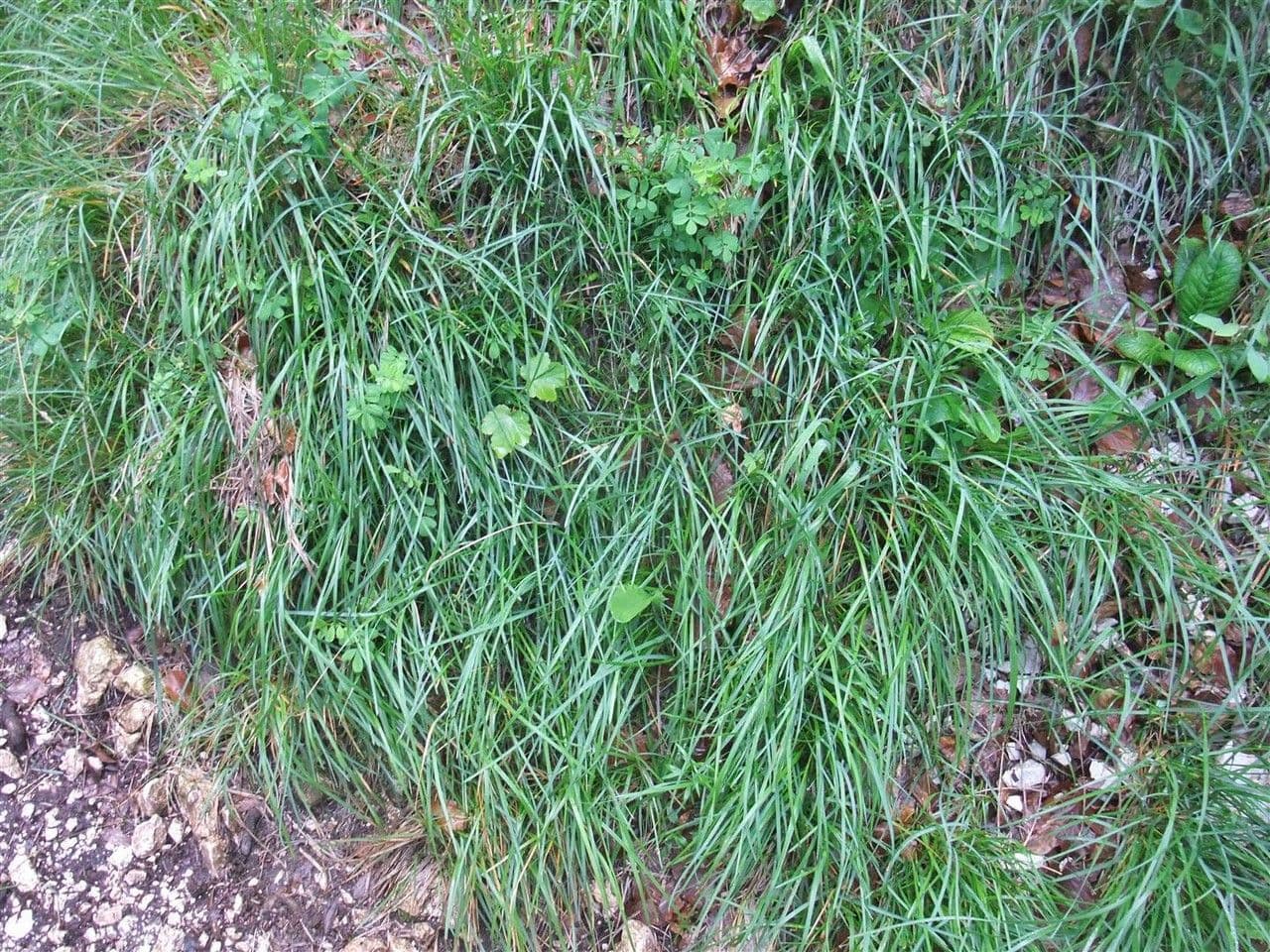 Blue moor grass 15