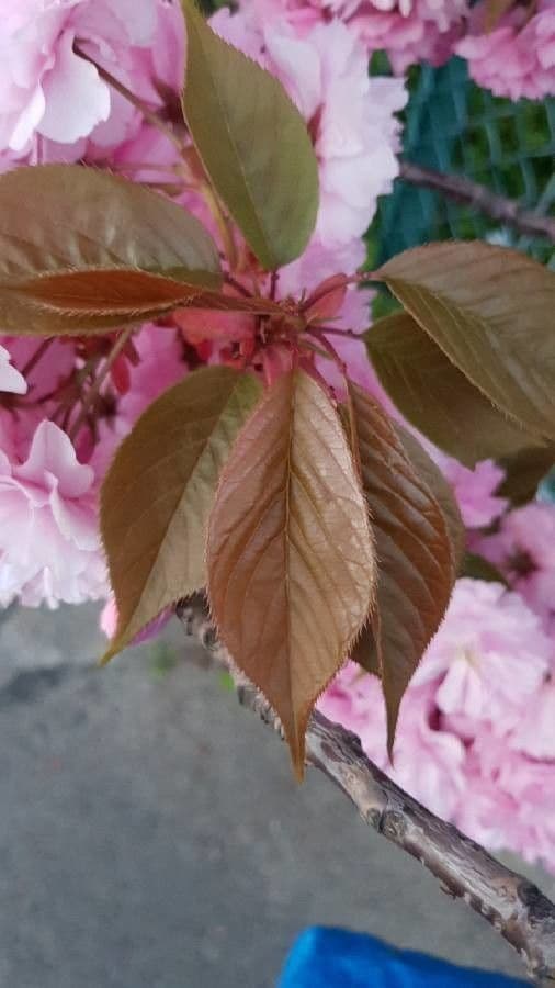 Cherry 20