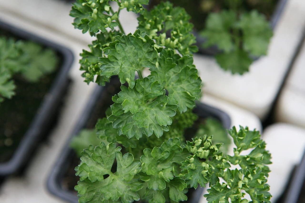 Garden parsley 22