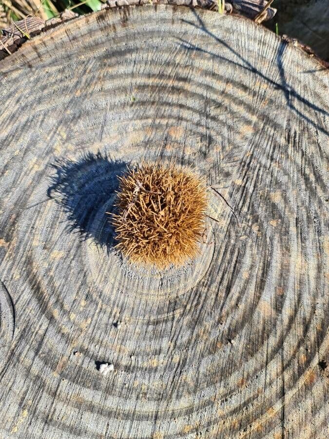 European chestnut 2