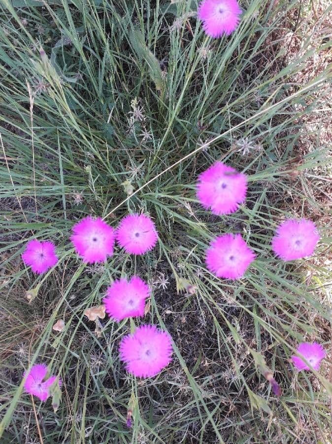 Carthusian pink 7
