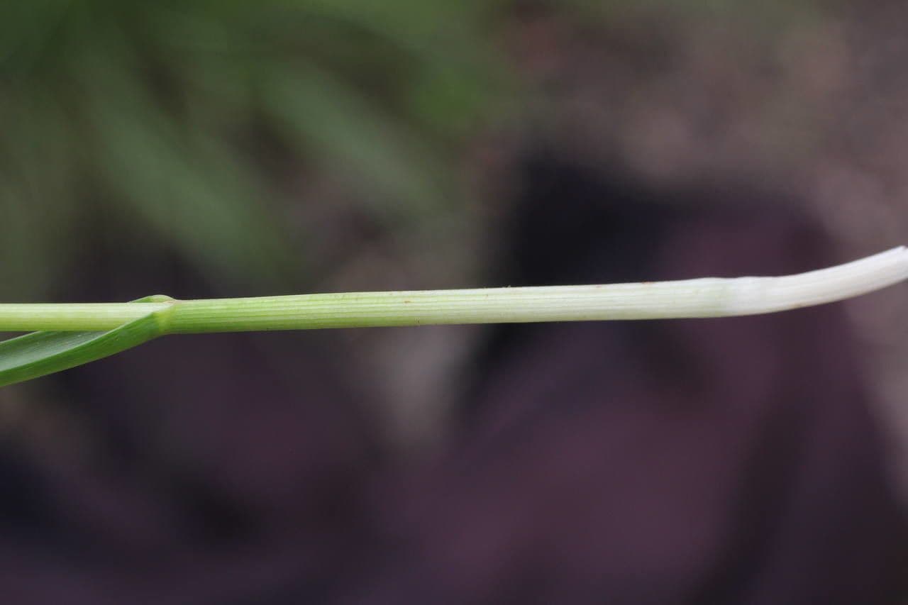 Blue moor grass 21