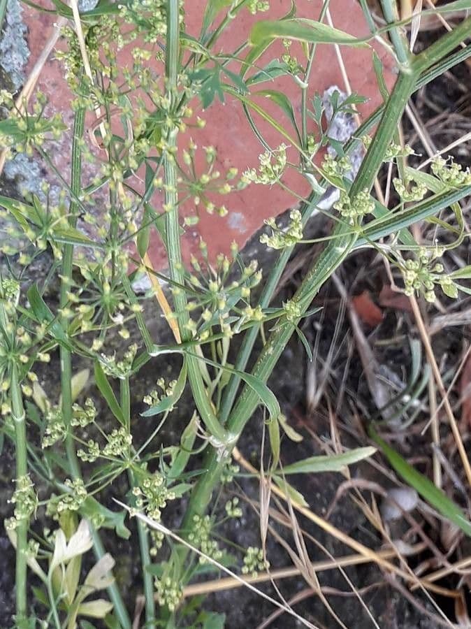 Fennel 23