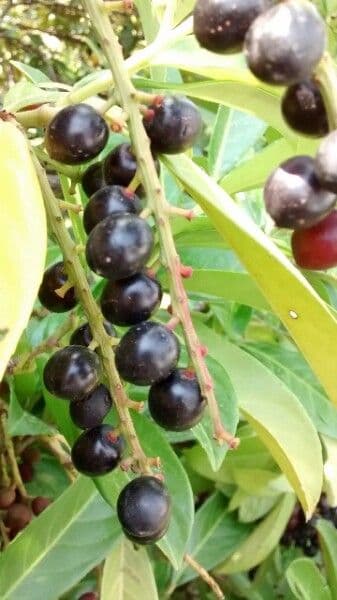 Cherry-laurel