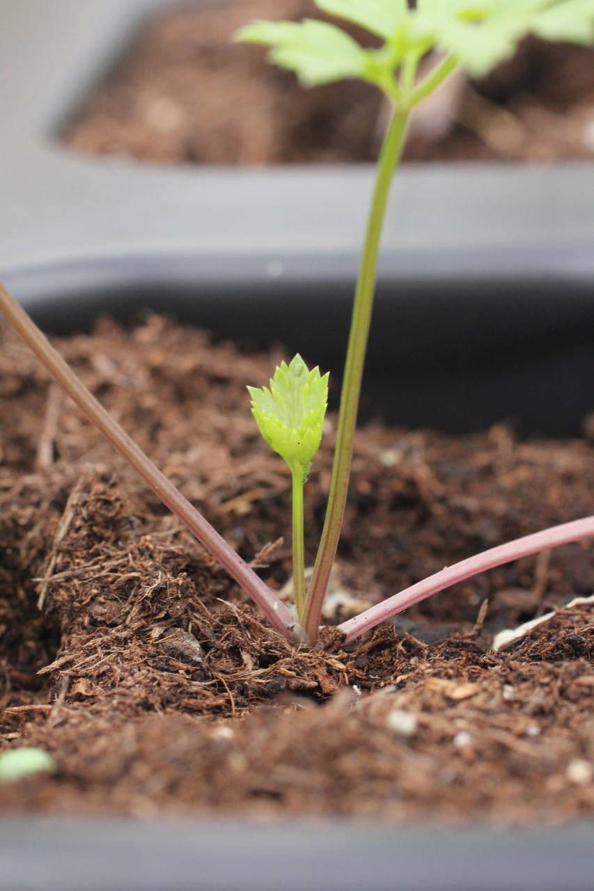 Garden parsley 21