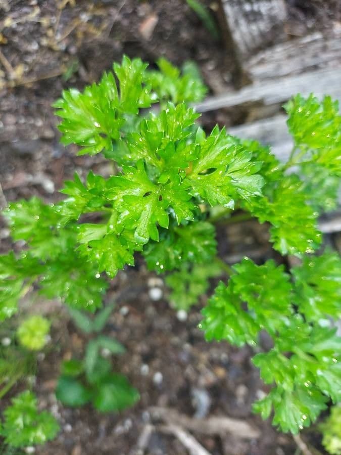Garden parsley 23