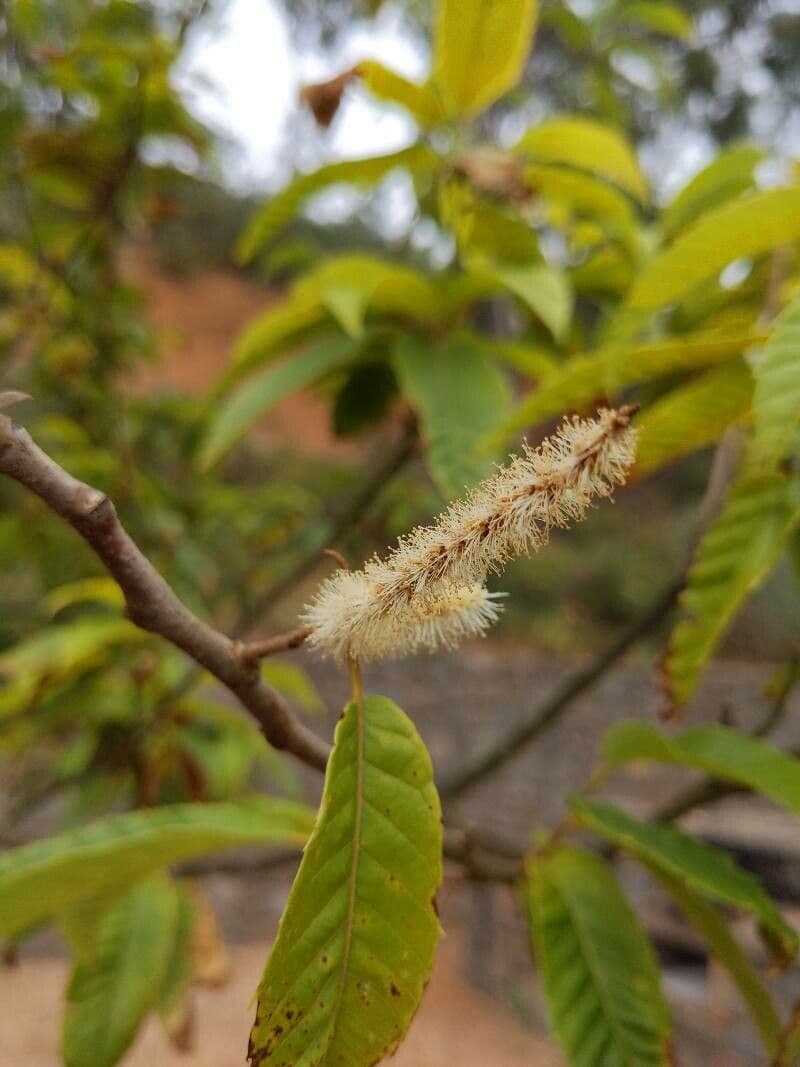 Japanese chestnut 6