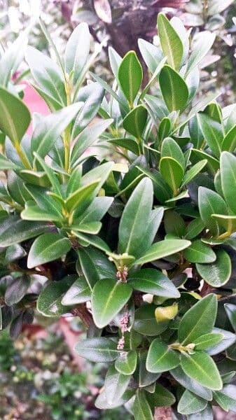 Caucasian boxwood 28