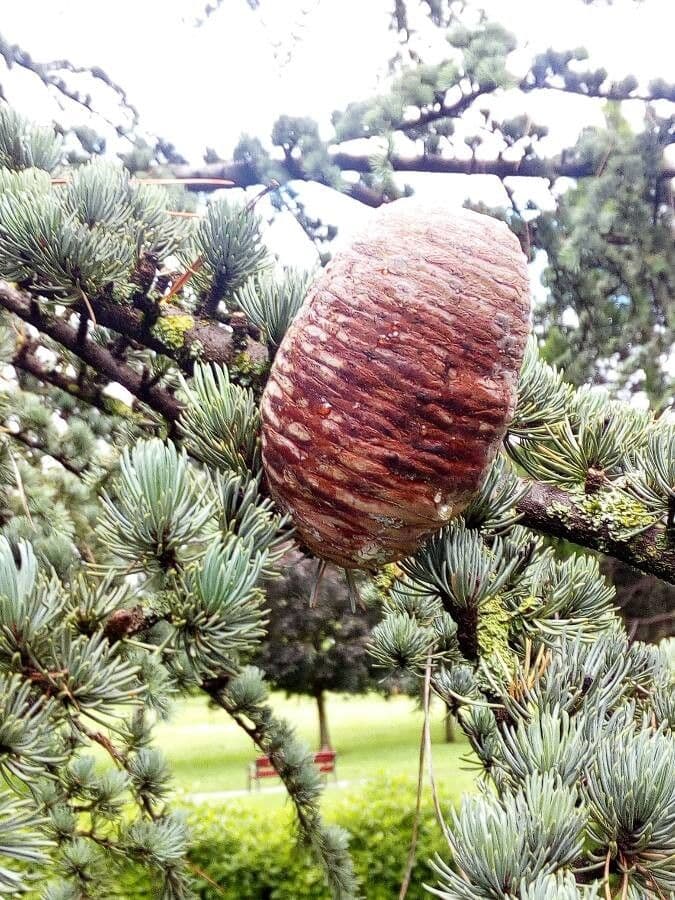 Cedar of lebanon