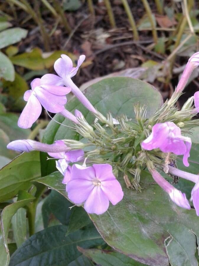 Garden phlox 7