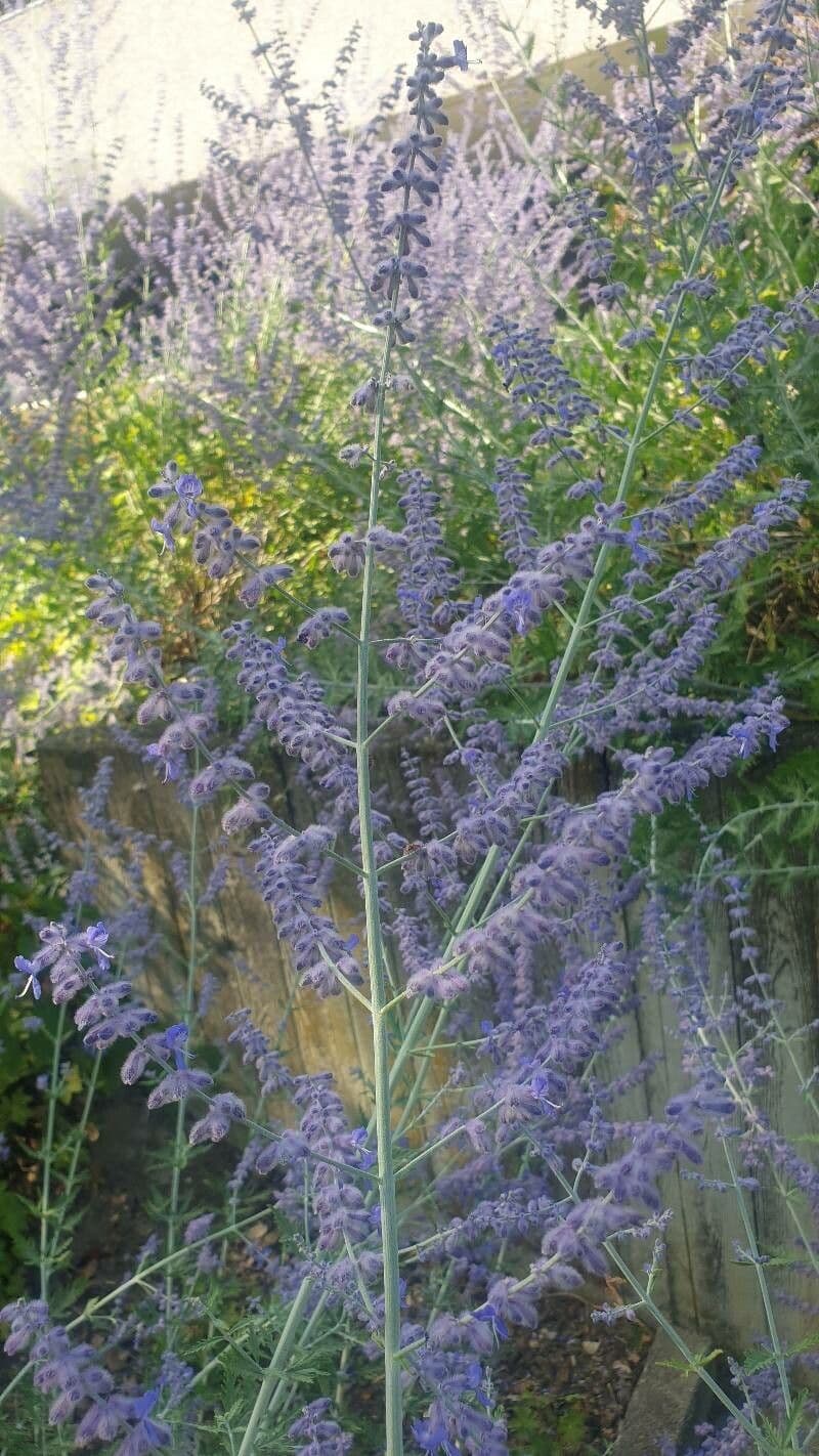 Russian-sage 30