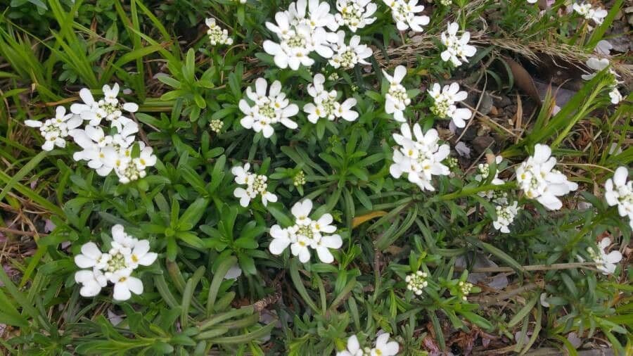 Evergreen candytuft 7