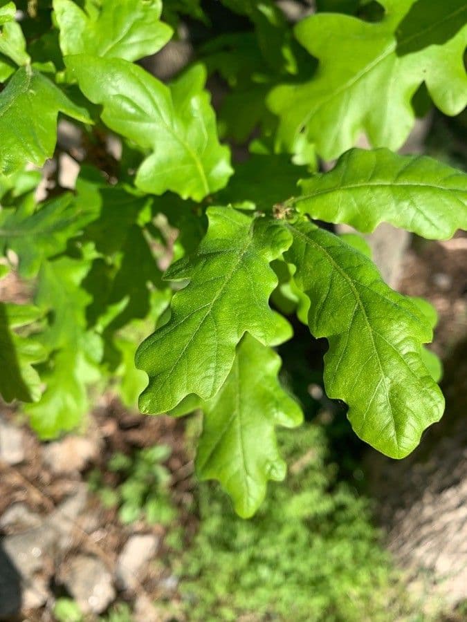 Pedunculate oak 20