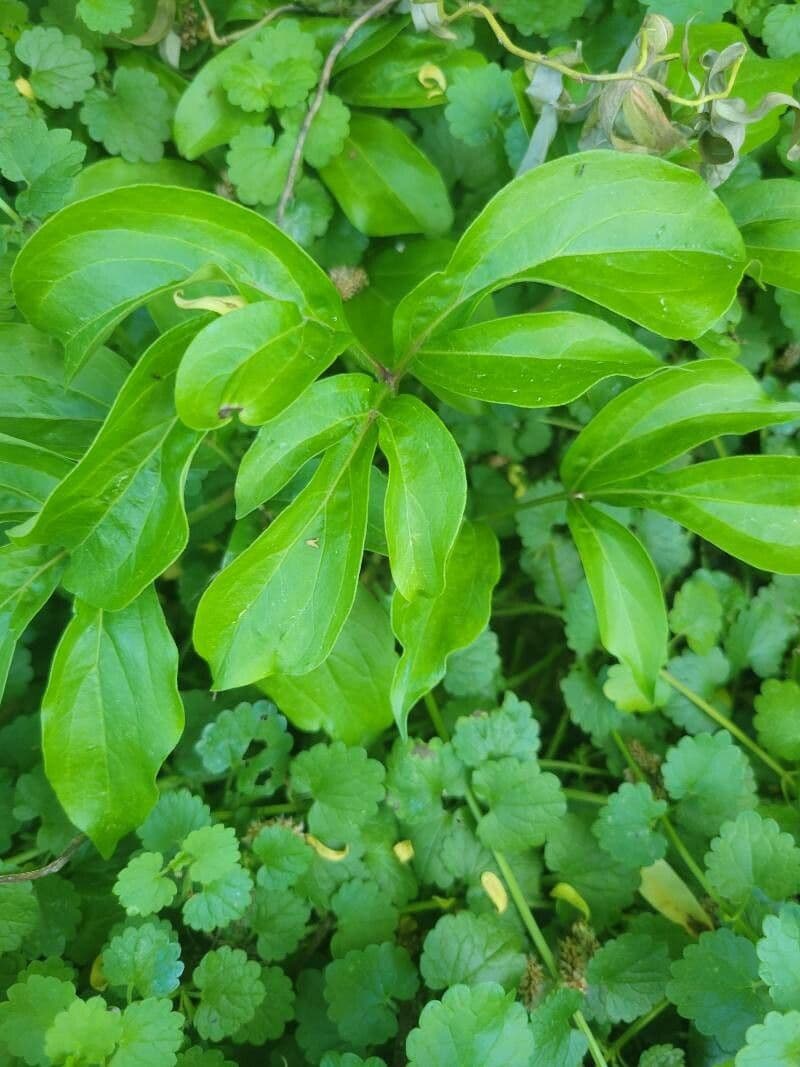 Common garden peony 16