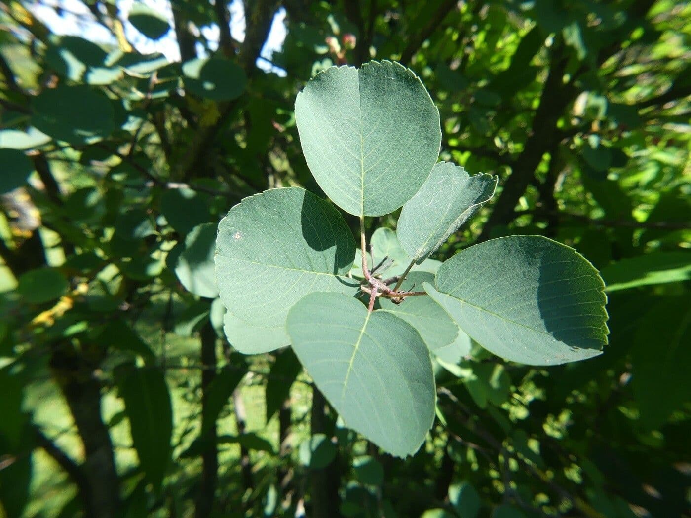 Pacific serviceberry 17
