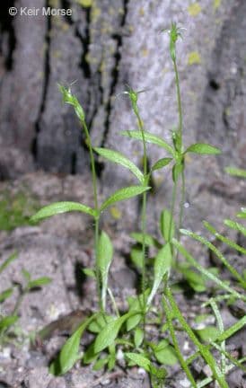 Shining starwort 4