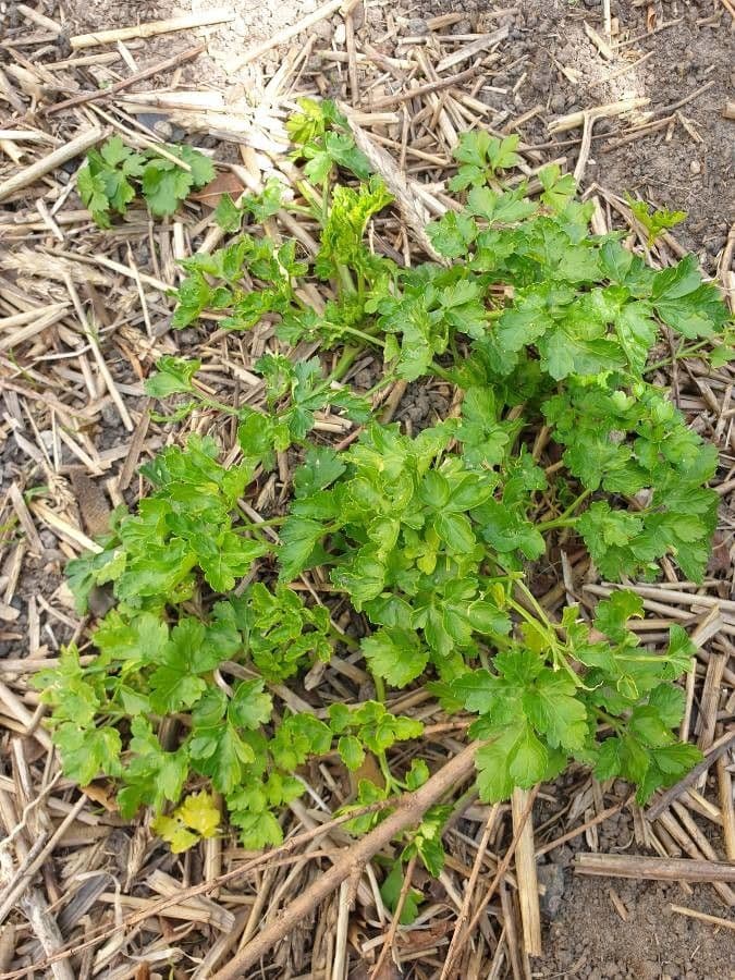 Garden parsley 12