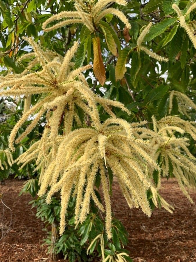 European chestnut 7