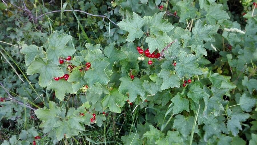 Garden currant 15