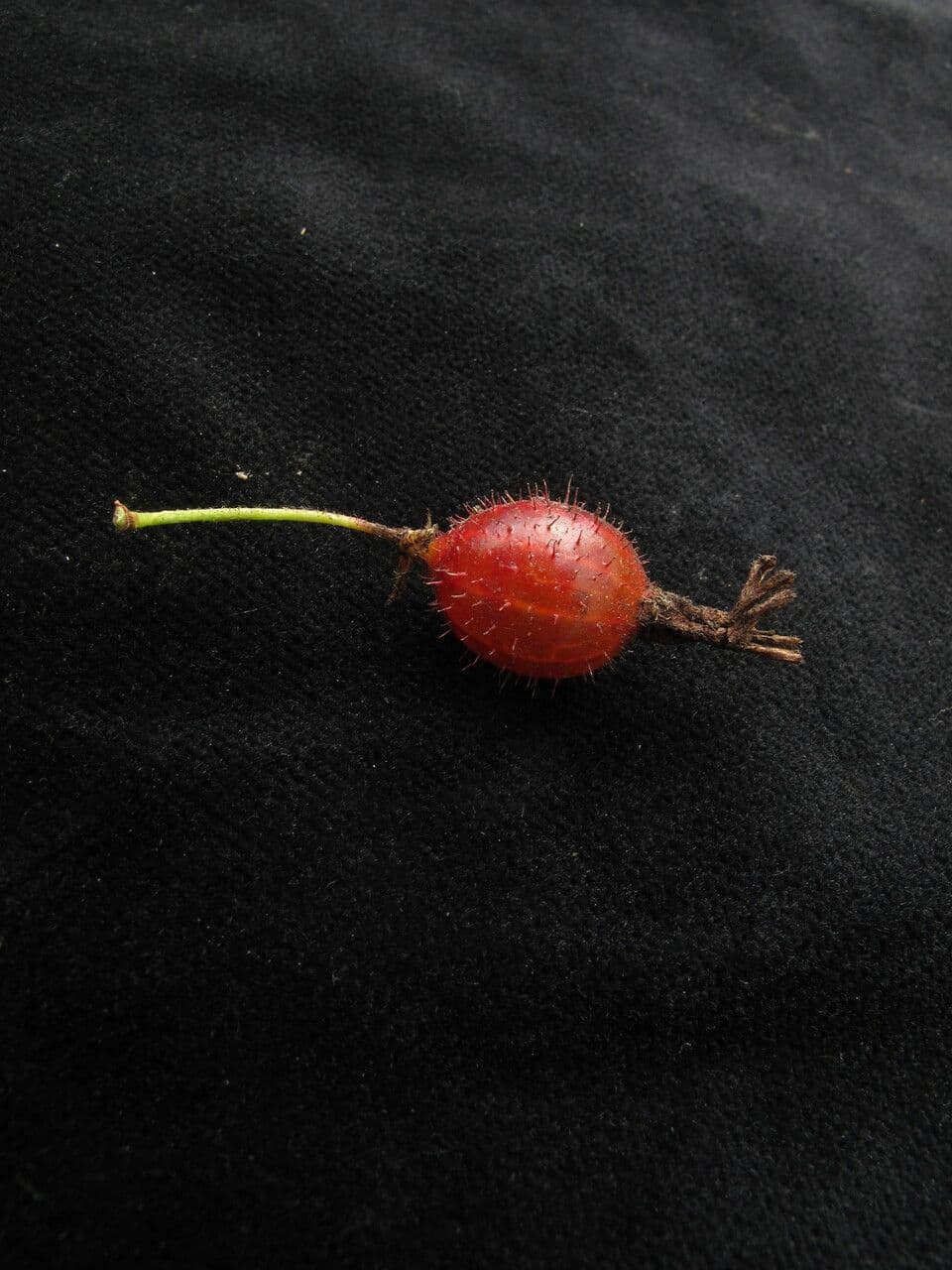 Alpine Currant 2