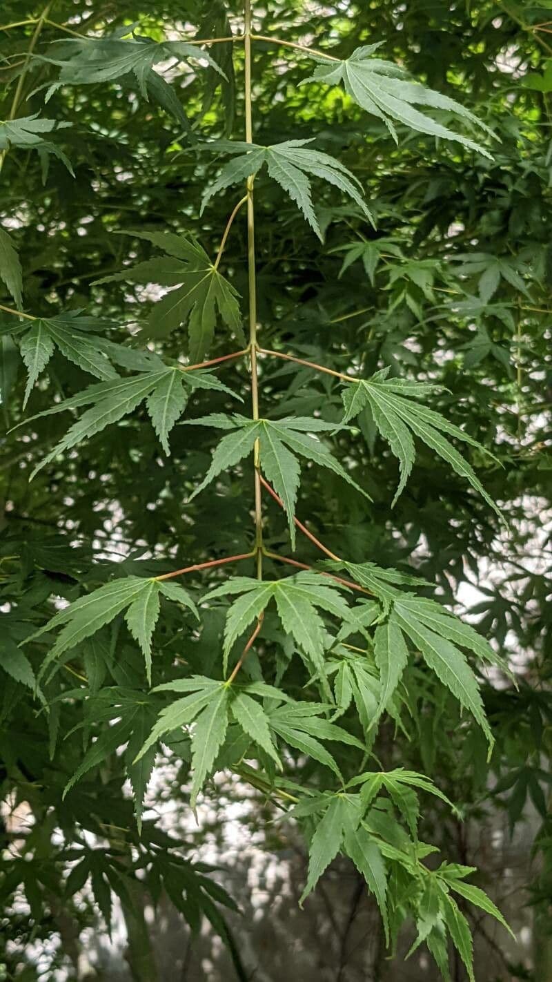 Japanese Maple 30