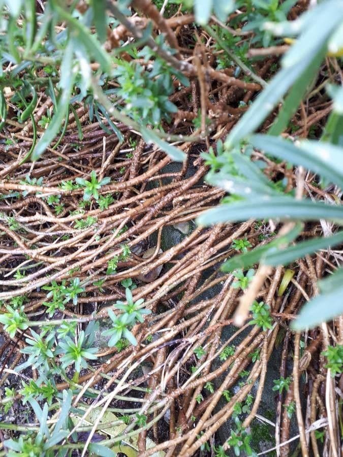 Evergreen candytuft 22