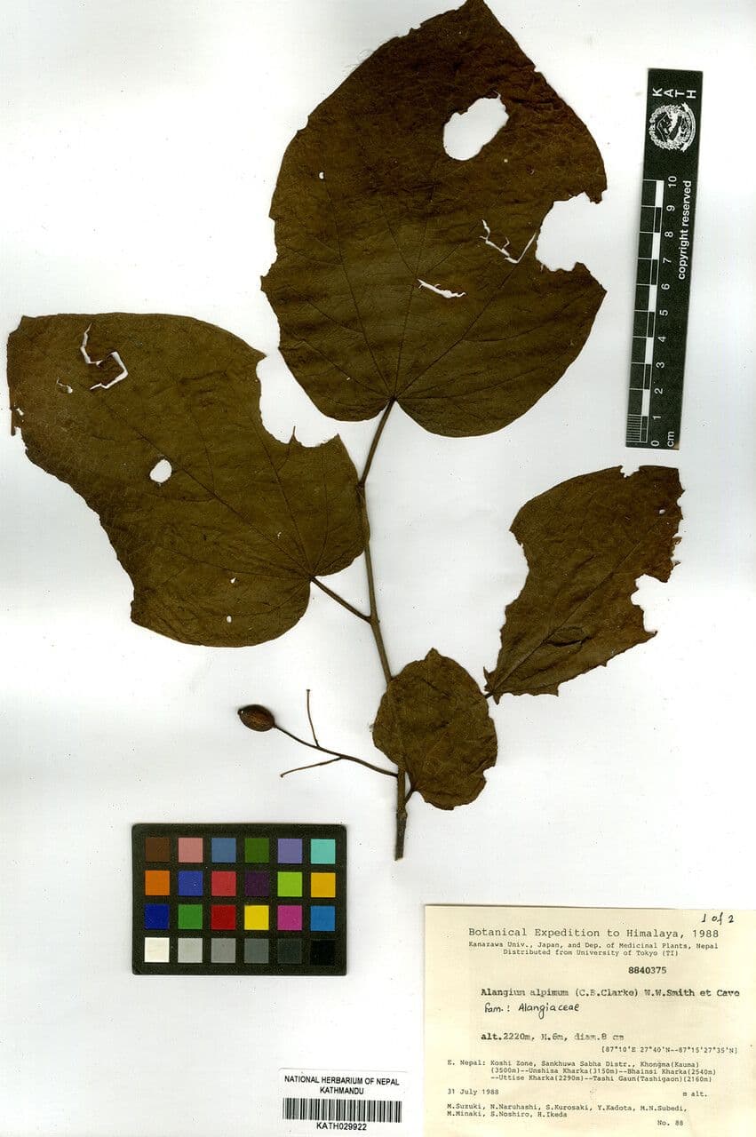 Alpine Alangium 3