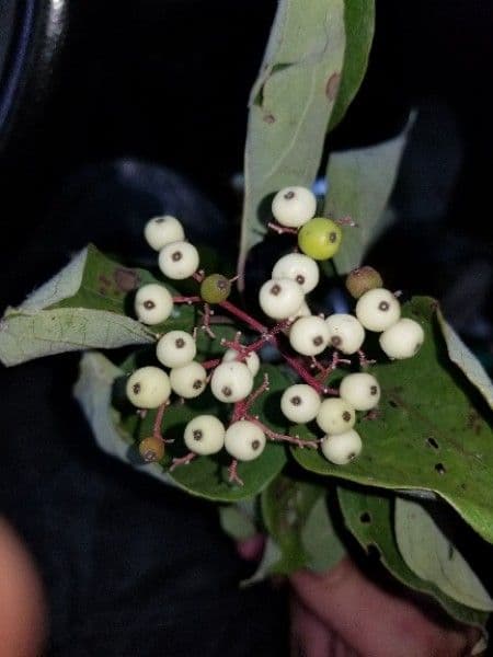 Red-osier dogwood 5