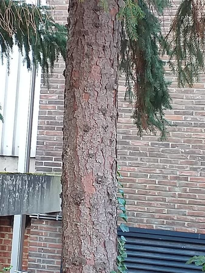 Serbian spruce 21
