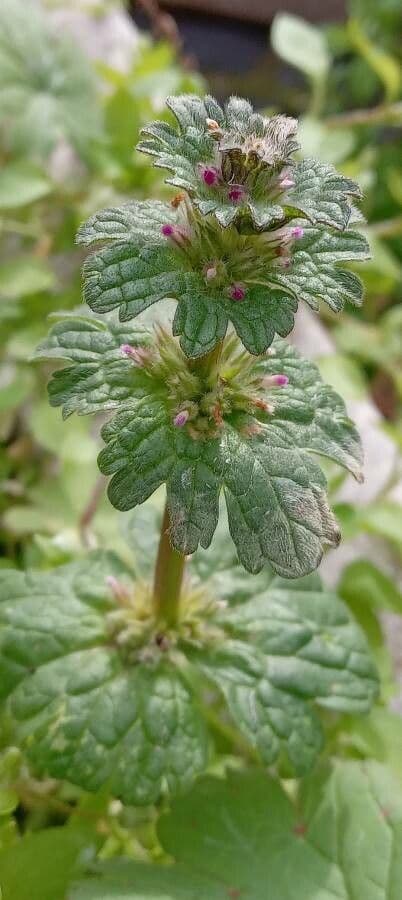 Henbit 13