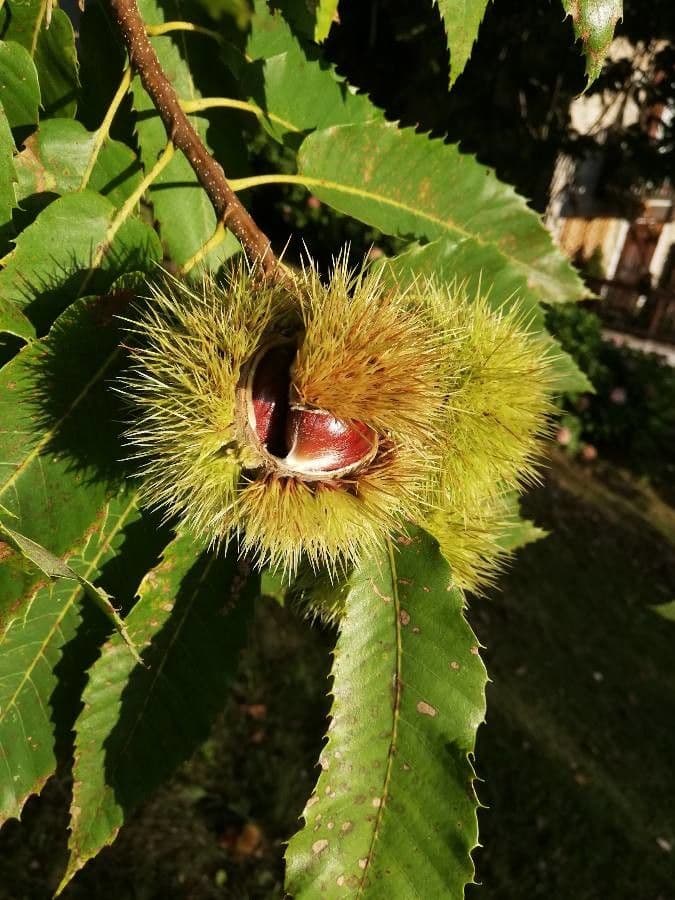 European chestnut 30