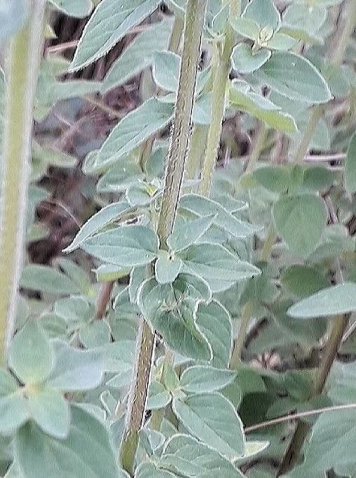 Wild marjoram 25