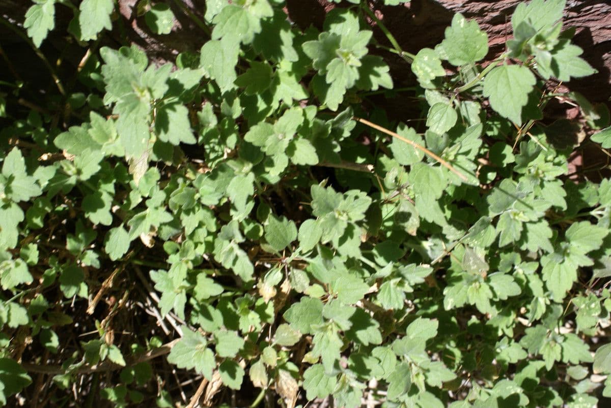 Acanthoprasium