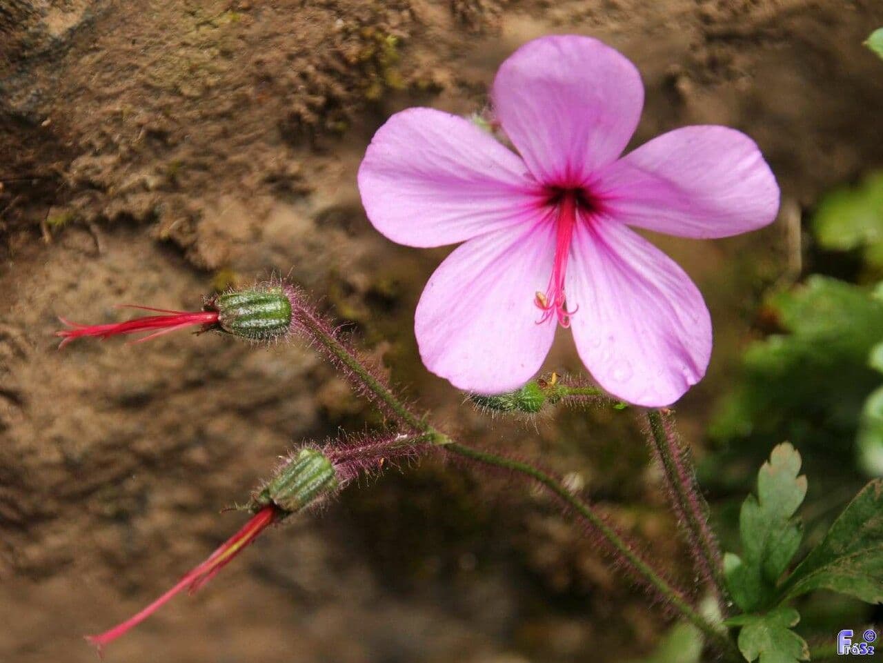 Giant herb-robert 4