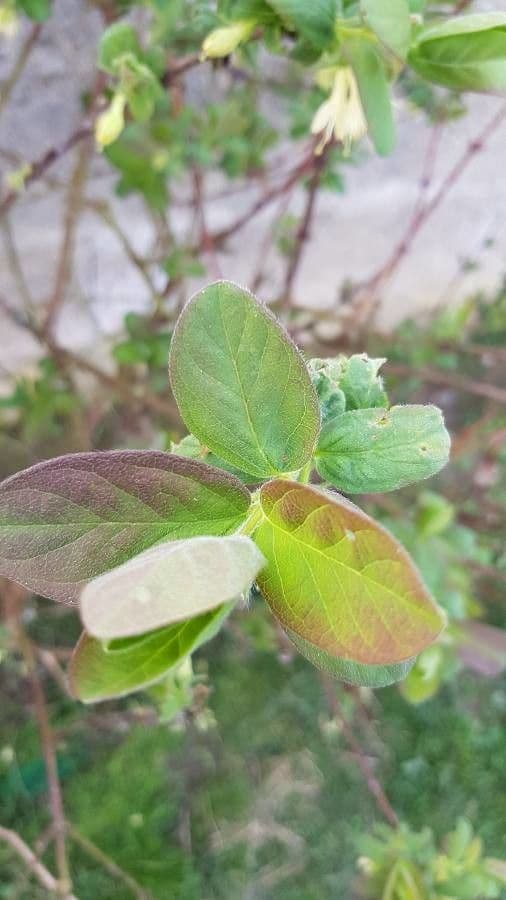 Blue honeysuckle 20