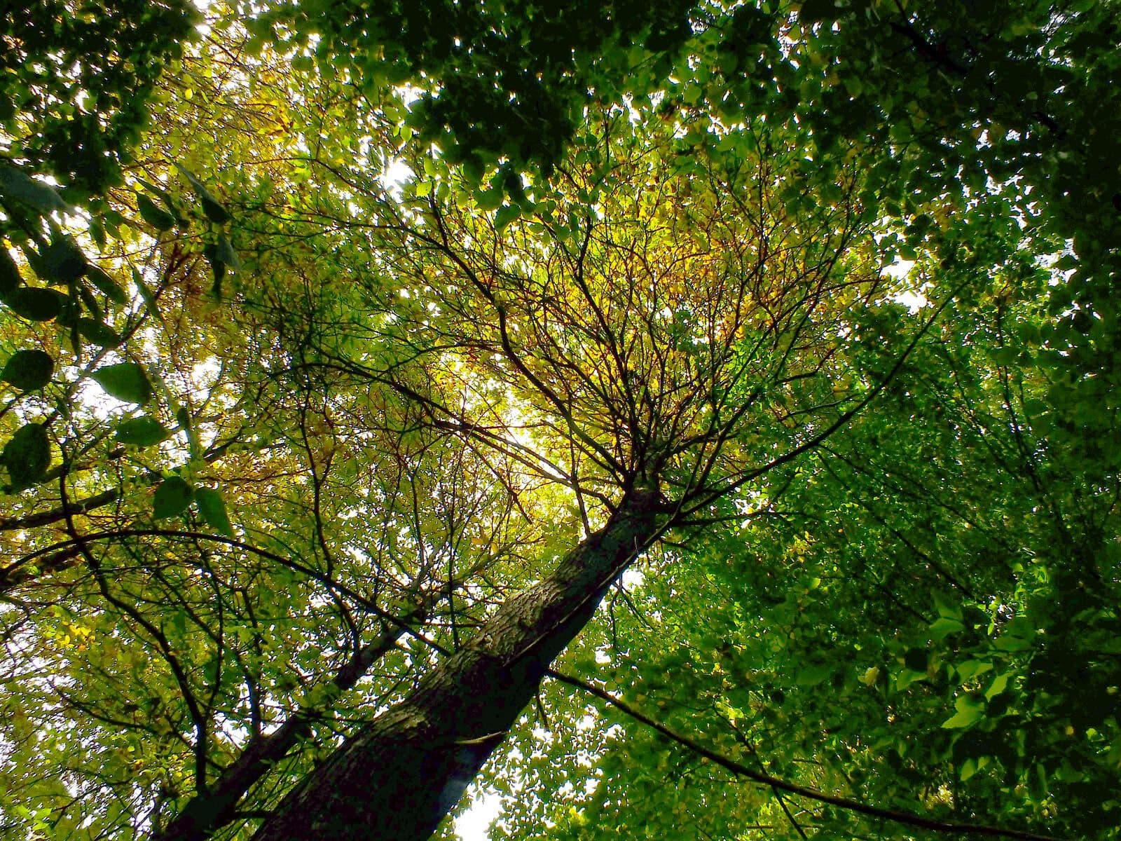 Japanese chestnut 11
