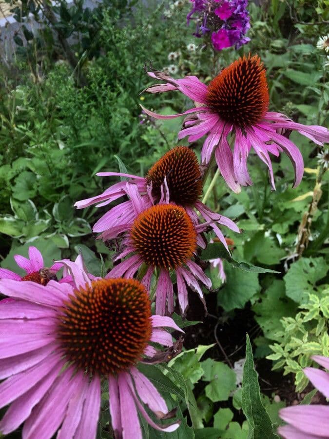 Eastern purple-coneflower 6