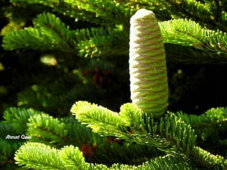Christmastree 3