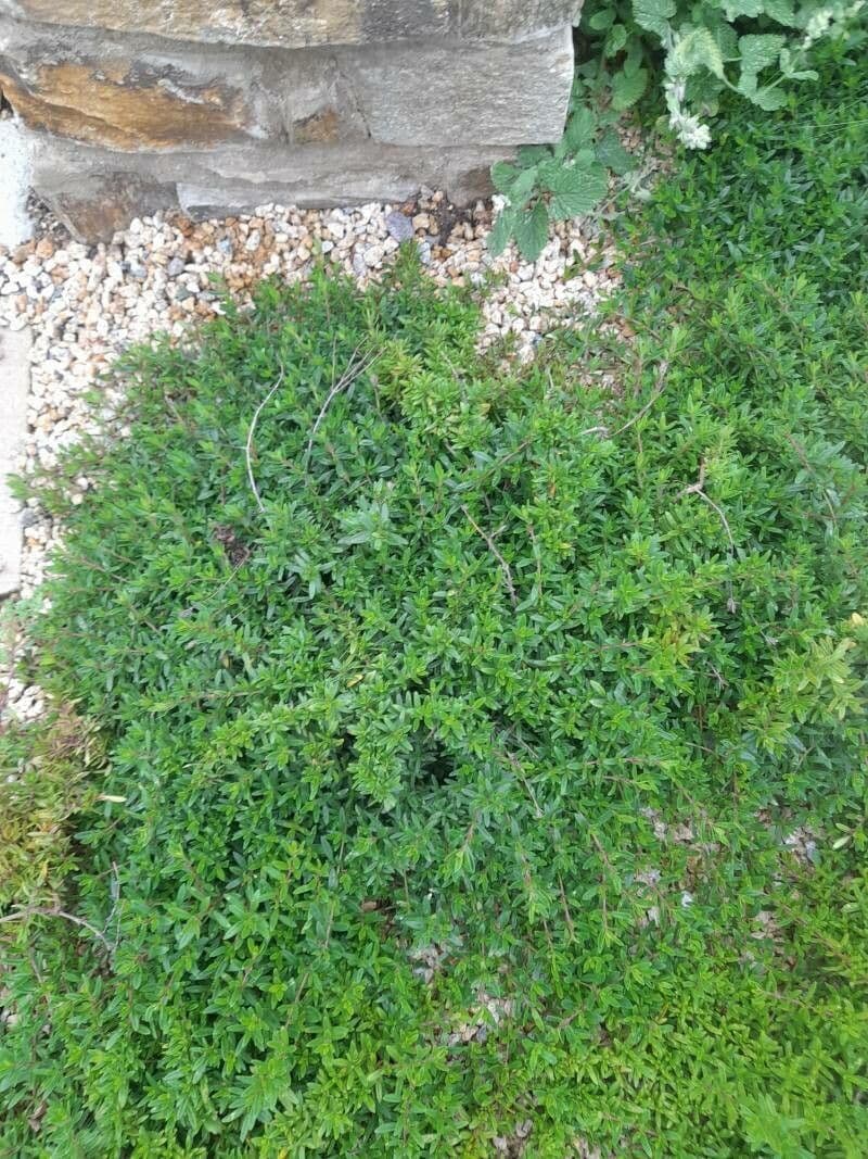 Long-stemmed thyme 15