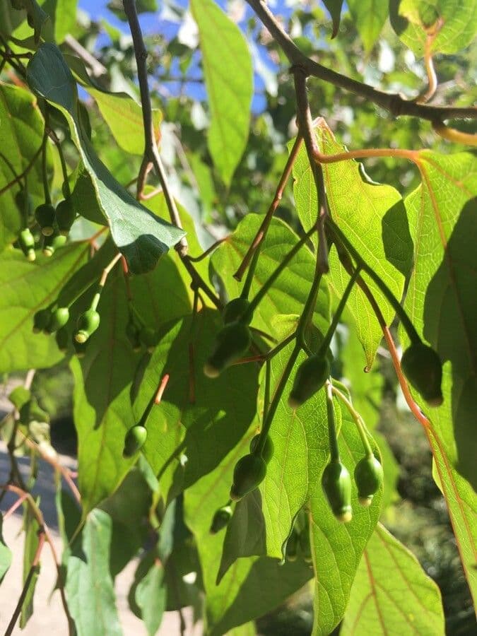 Alangium 2