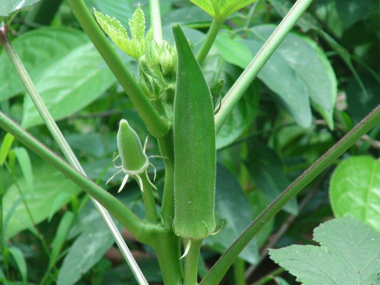 Okra 4