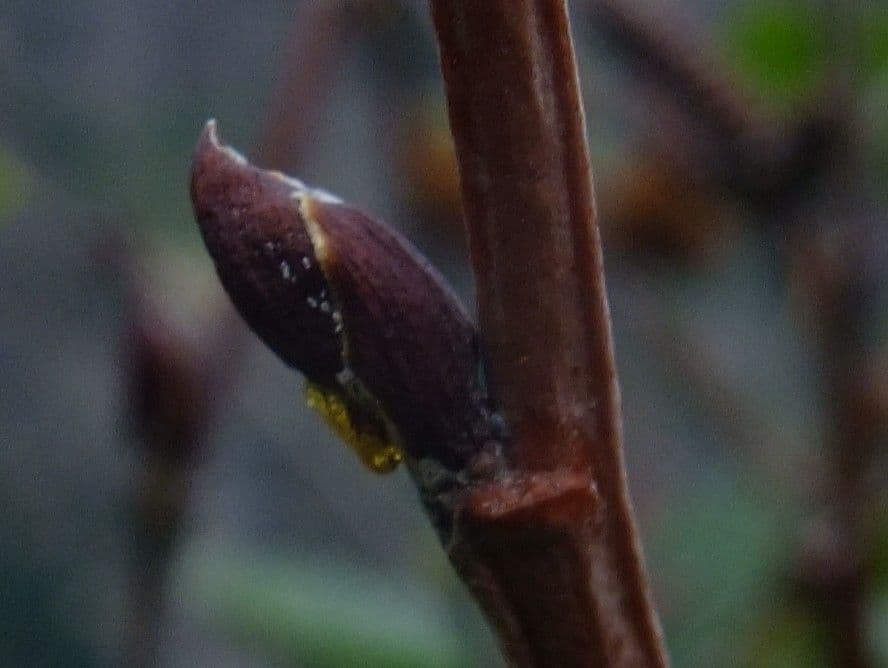 Green alder 25