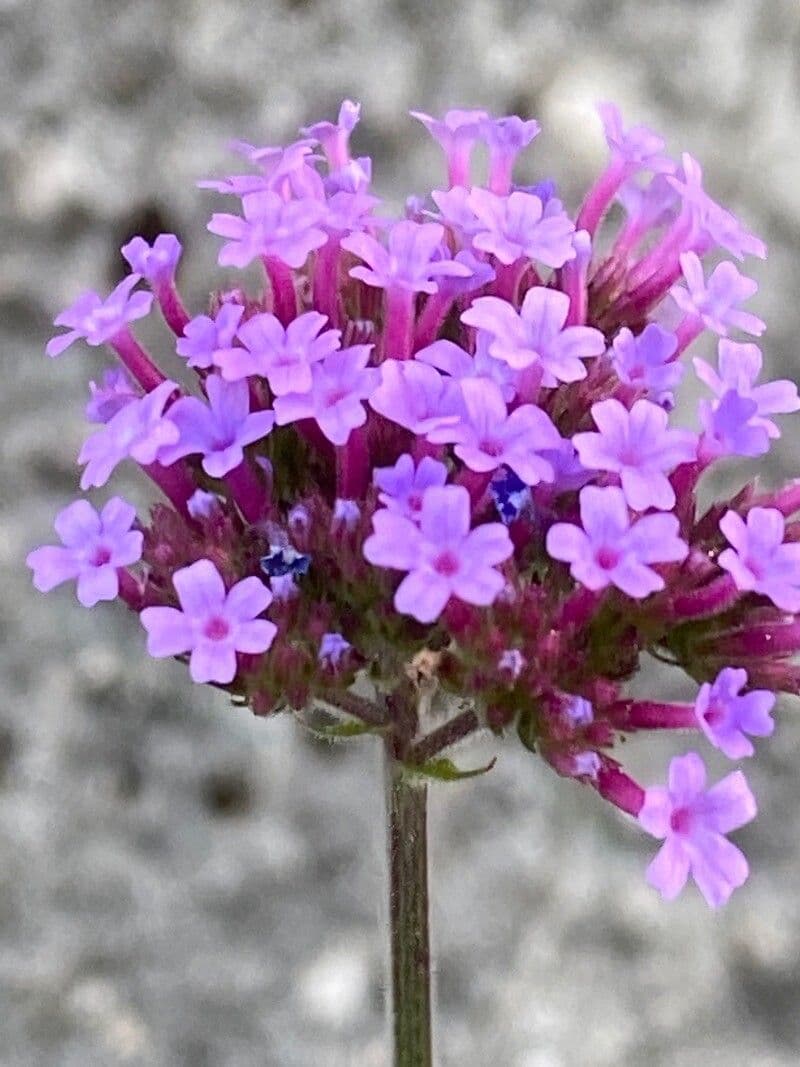 Argentine vervain 26