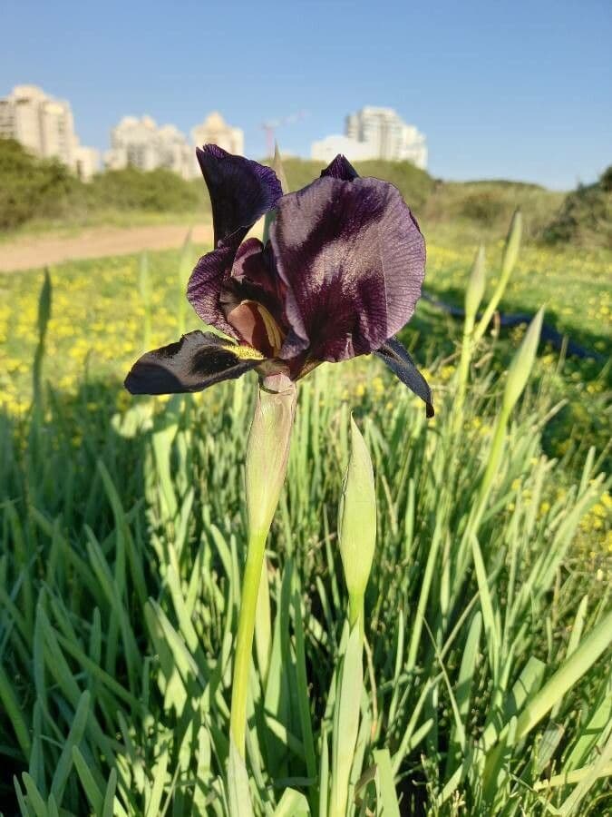 Coastal iris