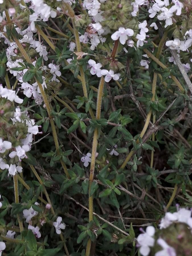 Garden thyme 6