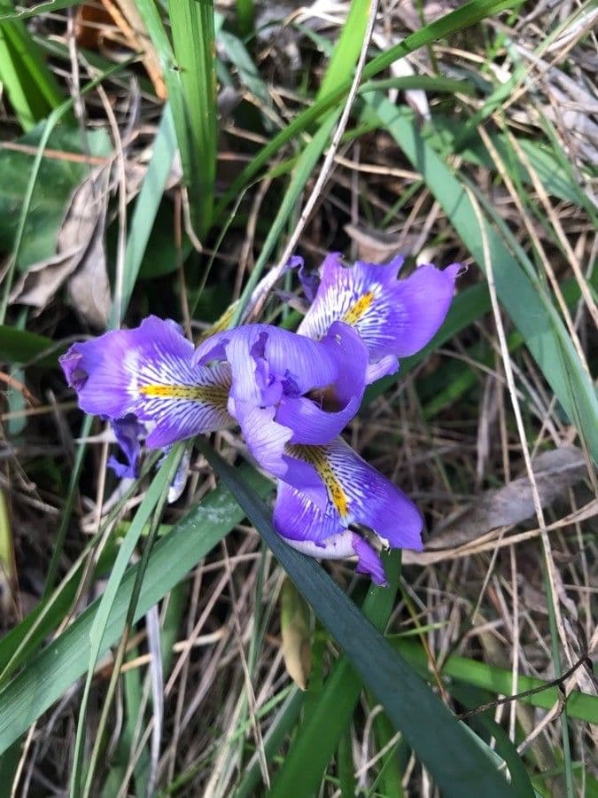 Algerian iris 18