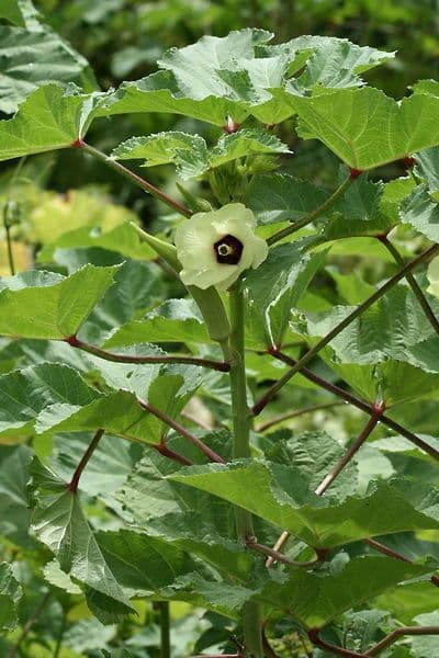 Okra 12