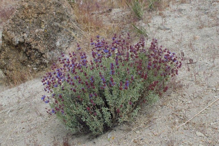 Purple sage 6